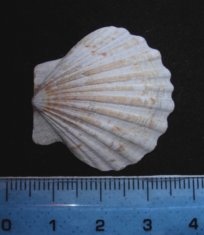 pecten vari